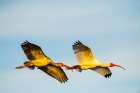 USA-Florida-Sarasota-Myakka River State Park-White Ibis flying Art Print